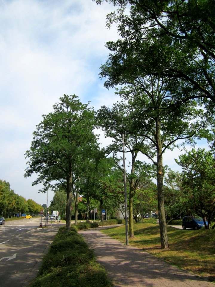 20120905Robinien Hockenheim3