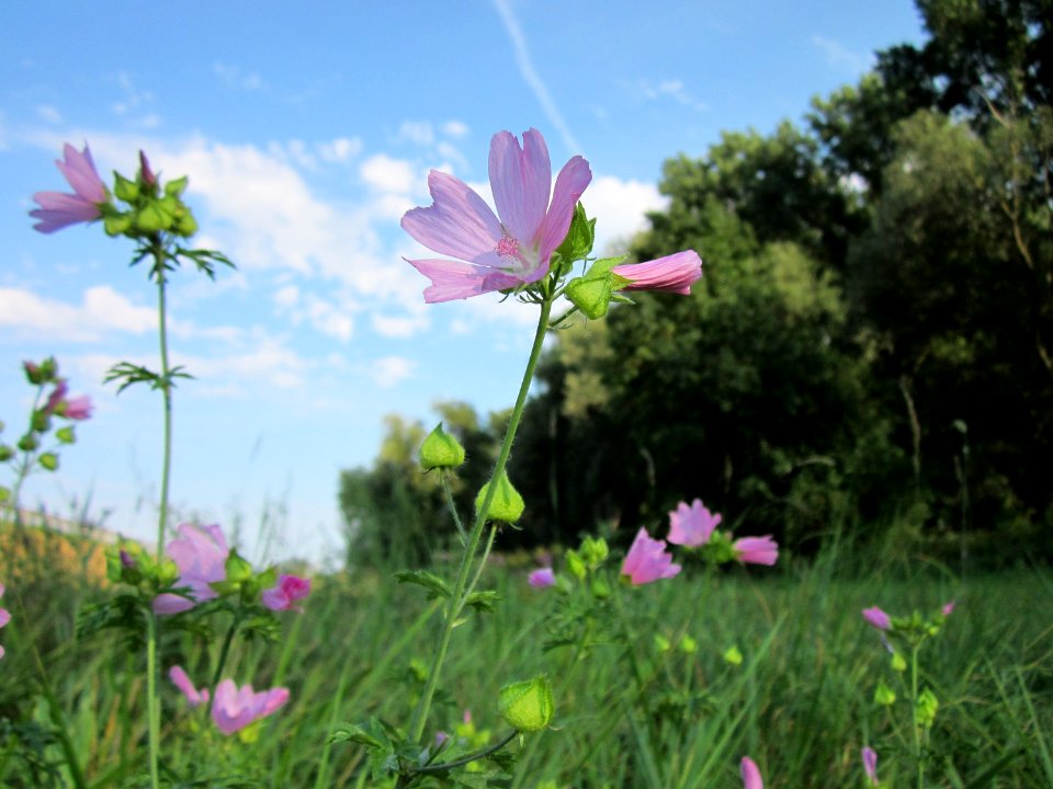 20120909Malve Rheinauen2