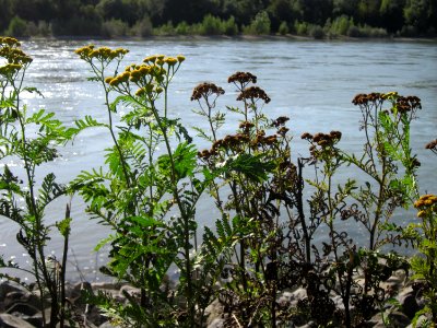 20120906Rainfarn Altlussheim4