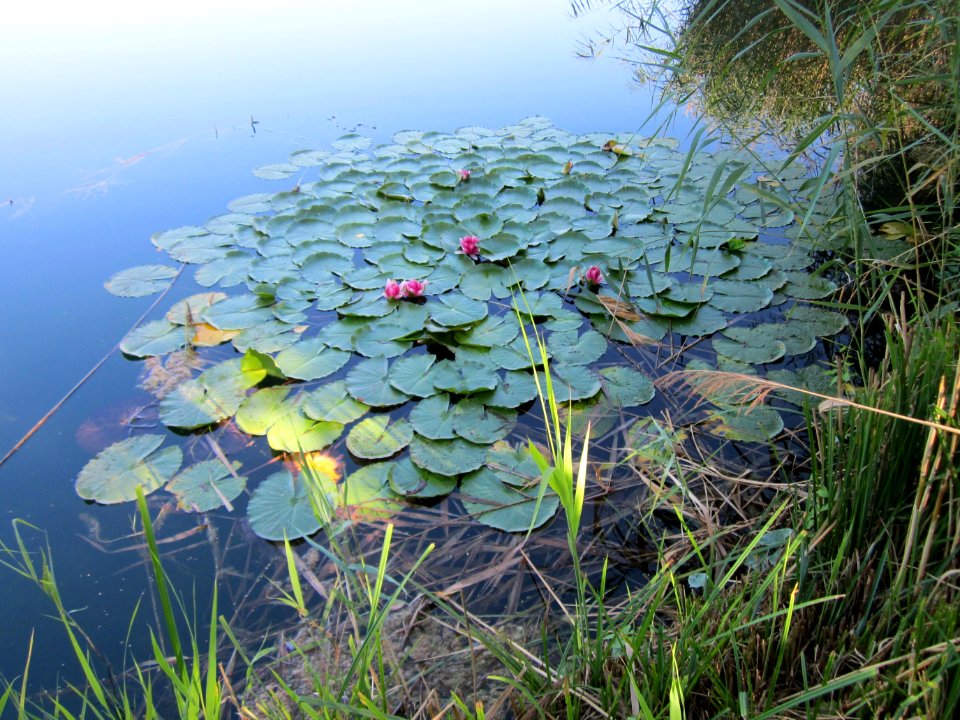 20120907Baggersee Silz04