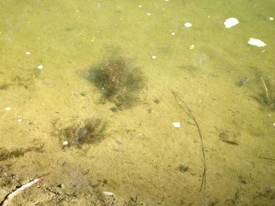 20120909Rheinauen Altlussheim7