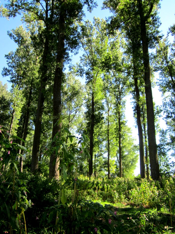 20120908Rheinauen Altlussheim08
