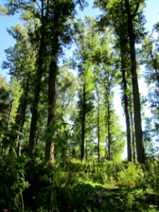 20120908Rheinauen Altlussheim08