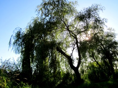 20120907Silberweide Silz6