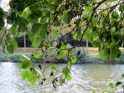 20120914Erle Saar4