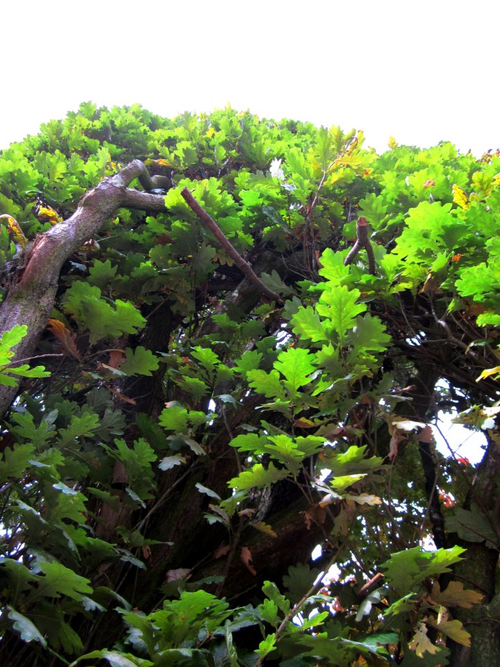 20121015Quercus robur Fastigiata2