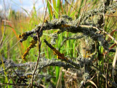 20121007Flechten Roter Bruch Walldorf2