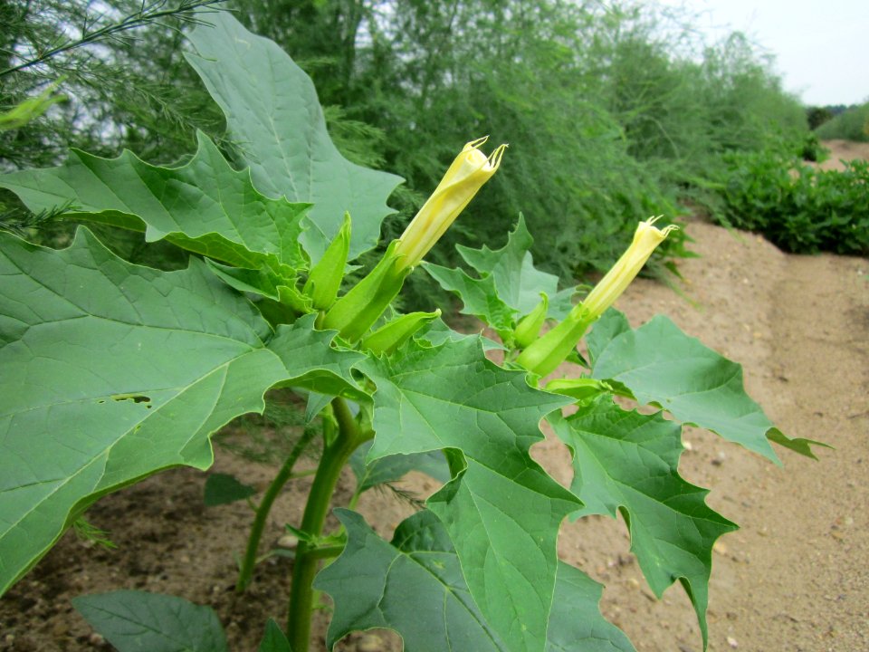 20120905Datura stramonium3