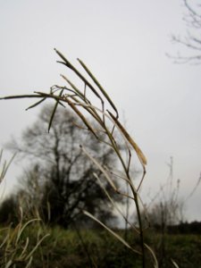 20130105Rauke Altlussheim2