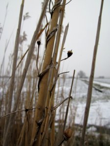 20130116Hockenheimer Rheinbogen03
