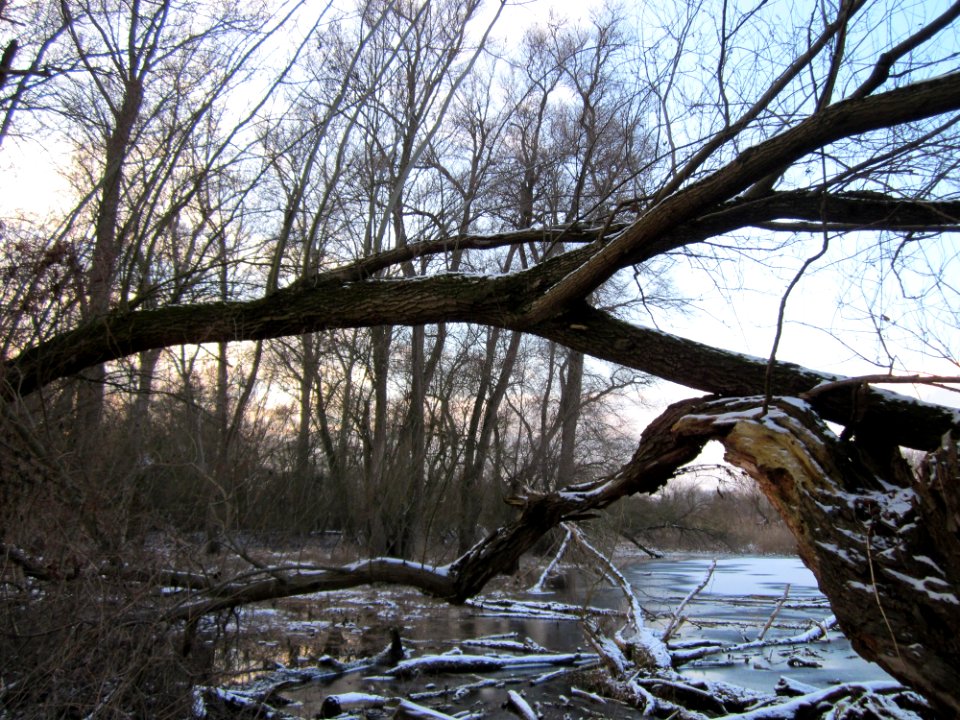 20130114NSG Herrenteich1