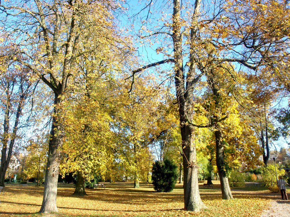 2013.10.26 - Melk - Stadtpark im Herbst - 02