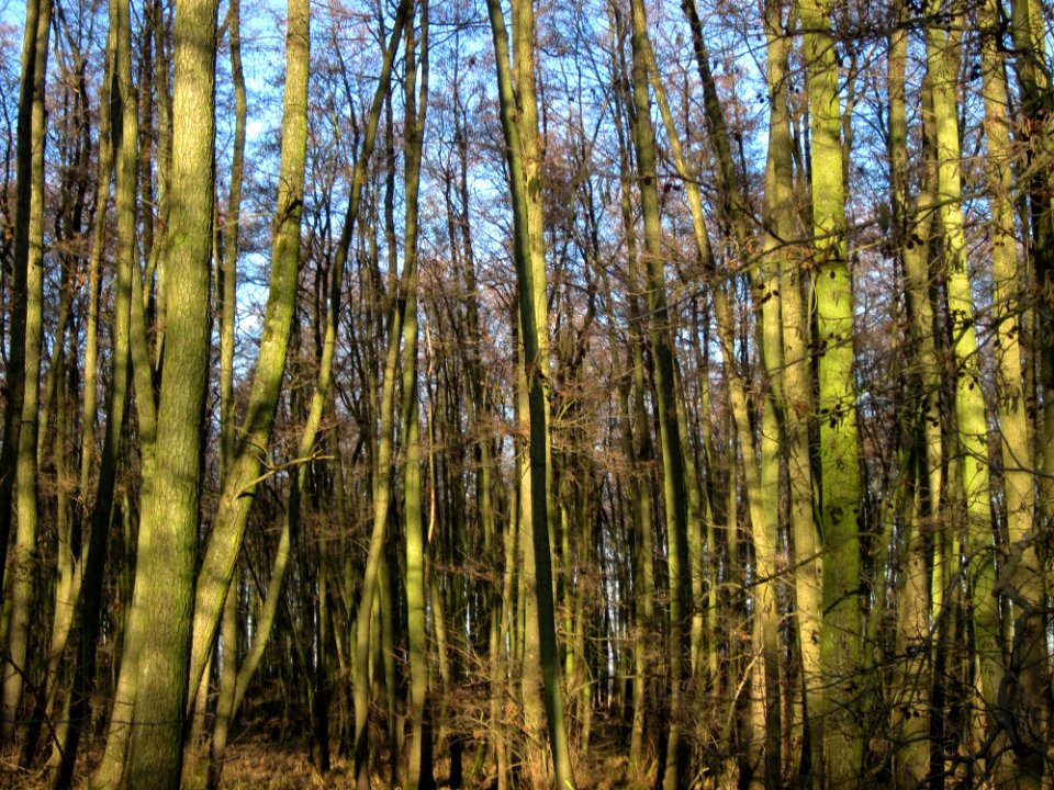 20130111Marlach Hockenheim2