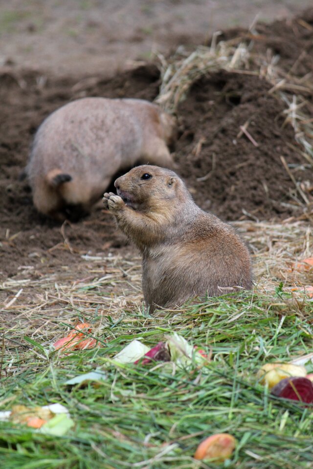 Creature marmot furry