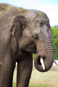 Trunk animal big five photo