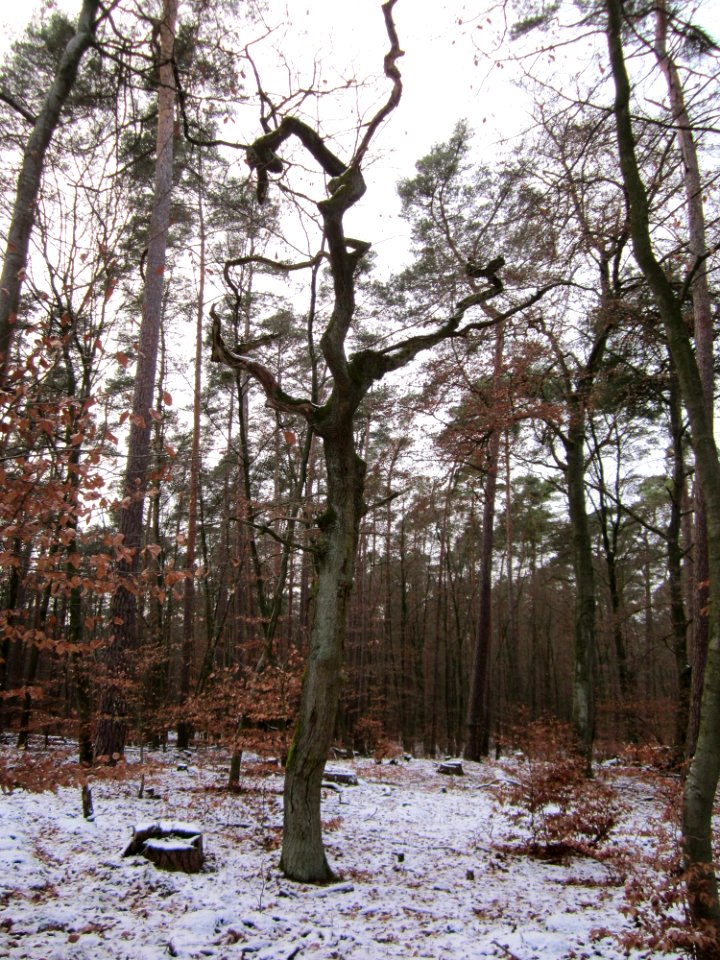 20130113Quercus robur07