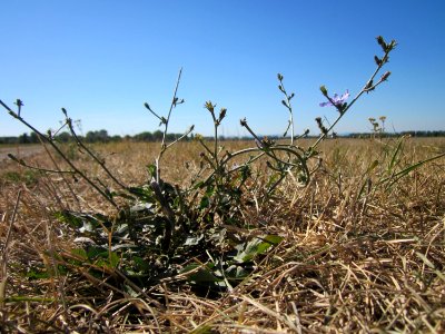 20120908Wegwarte Hockenheim2