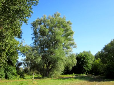 20120906Silberweide Rhein3