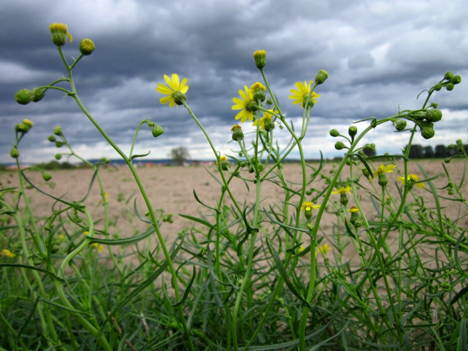 20120924Senecio inaequidens3