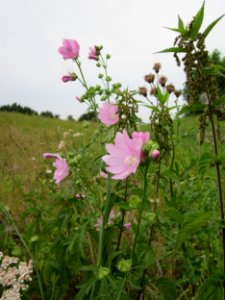 20120905Malve Altlussheim2