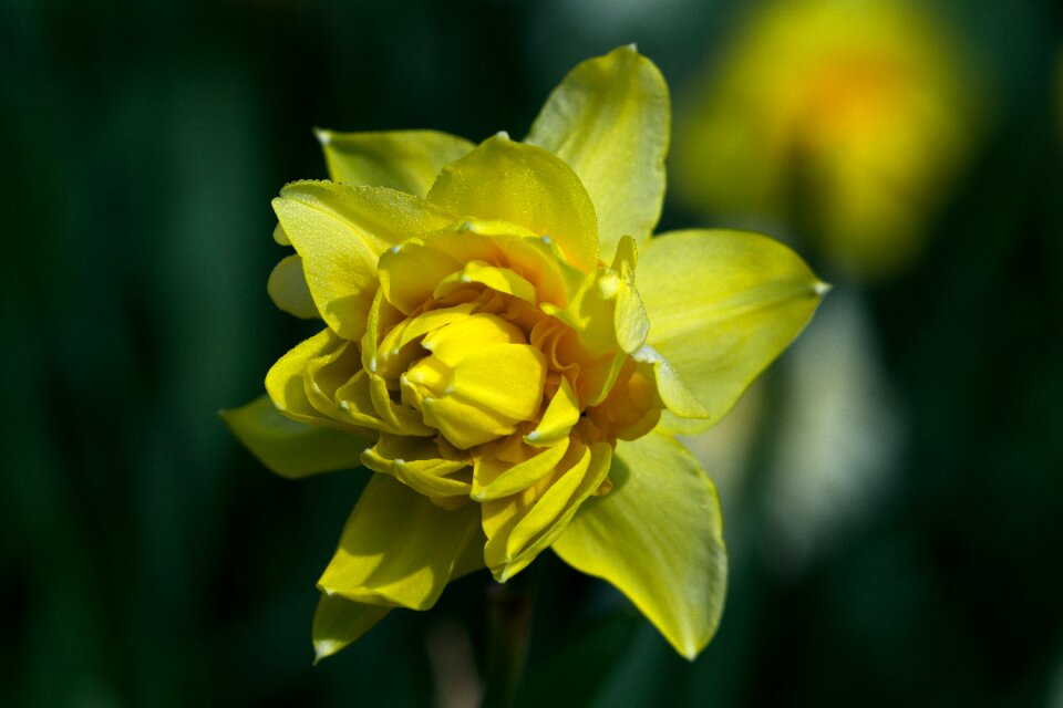 Plant yellow flower close up photo