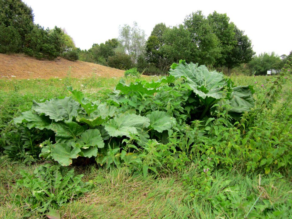 20120905Grosse Klette Altlussheim3
