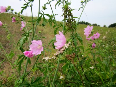 20120905Malve Altlussheim1