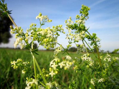 20120920Galium mollugo4