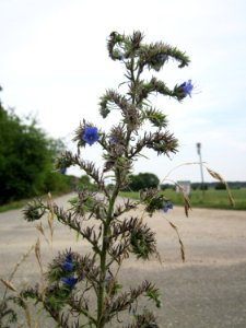 20120905Echium vulgare1