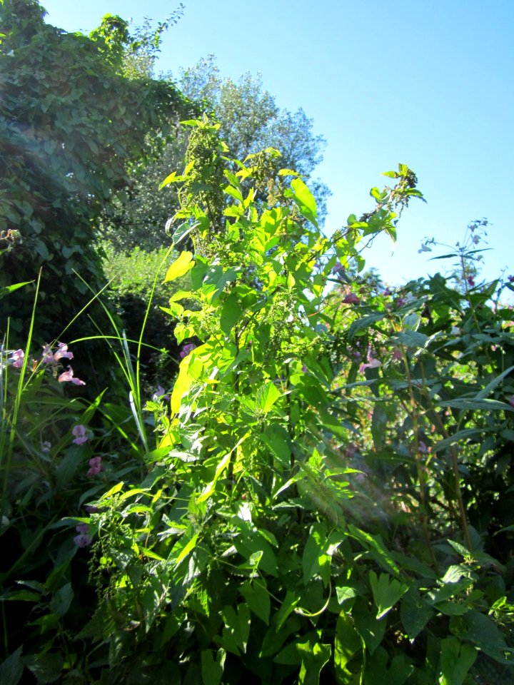 20120907 Brennnessel Marlach