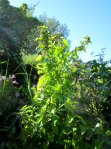 20120907 Brennnessel Marlach