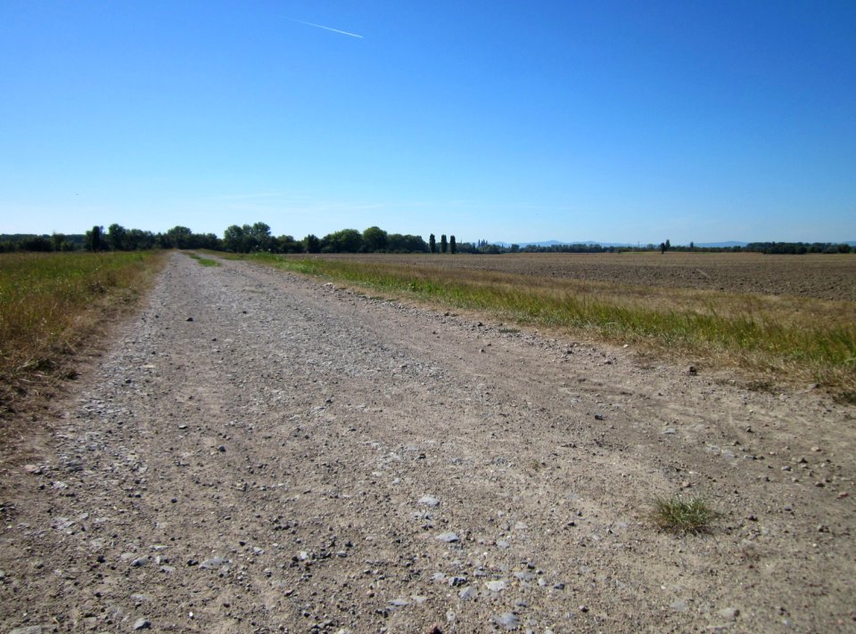 20120908Weg Hockenheimer Rheinbogen