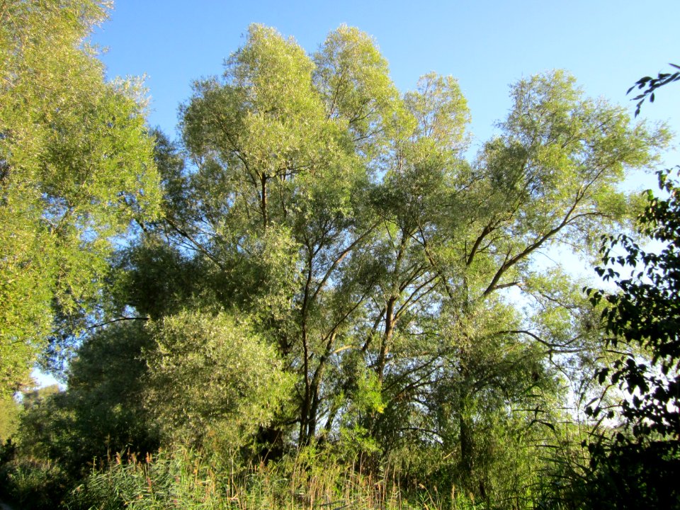 20120907Silberweide Silz7