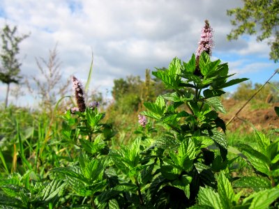 20121007Mentha suaveolens