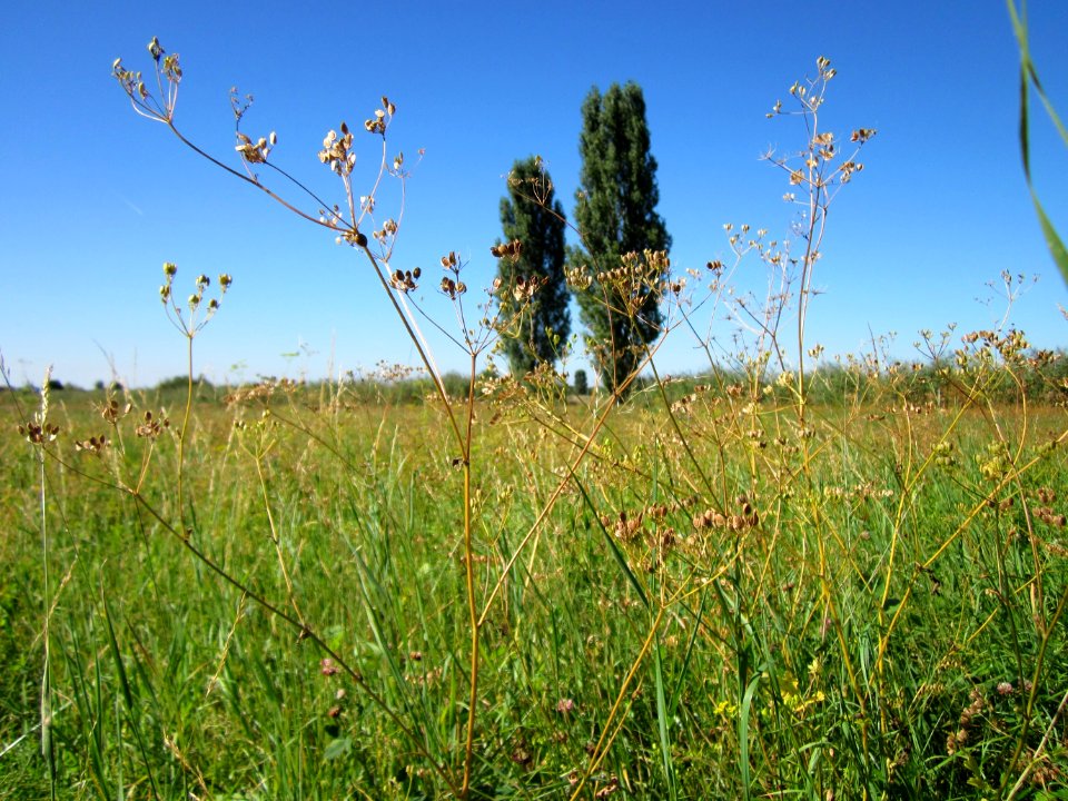 20120908Pastinak Hockenheim1