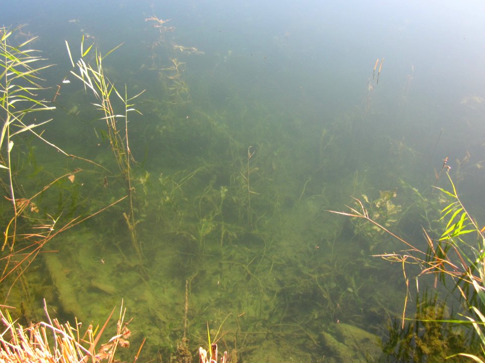 20120907Baggersee Silz13