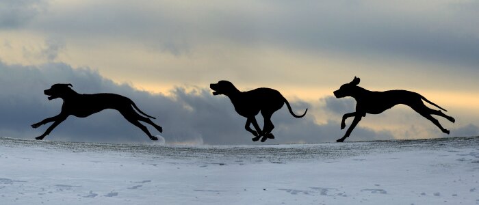 Dog run great dane silhouette photo