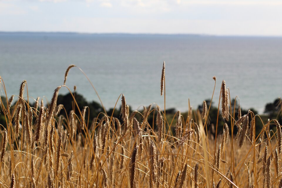 Rye field sea denmark