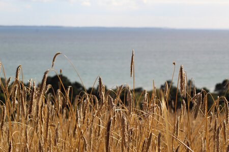 Rye field sea denmark