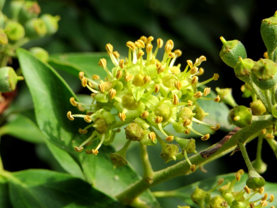 20141005Hedera helix1