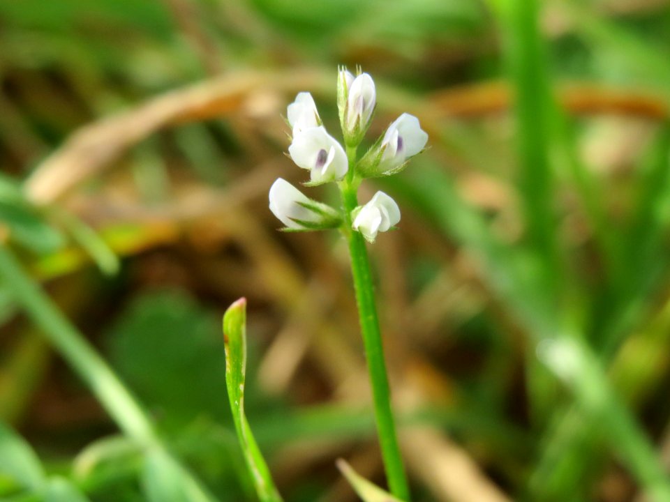 20141013Vicia hirsuta