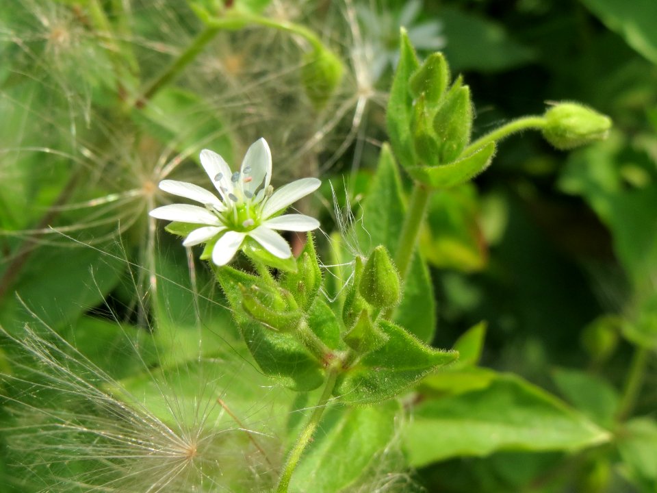 20140727Myosoton aquaticum1