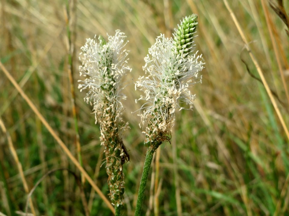 20140724Plantago media1