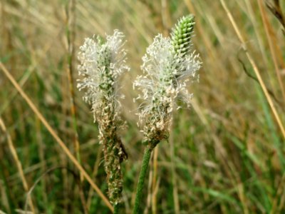 20140724Plantago media1