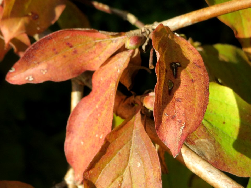 20141003Cornus mas3