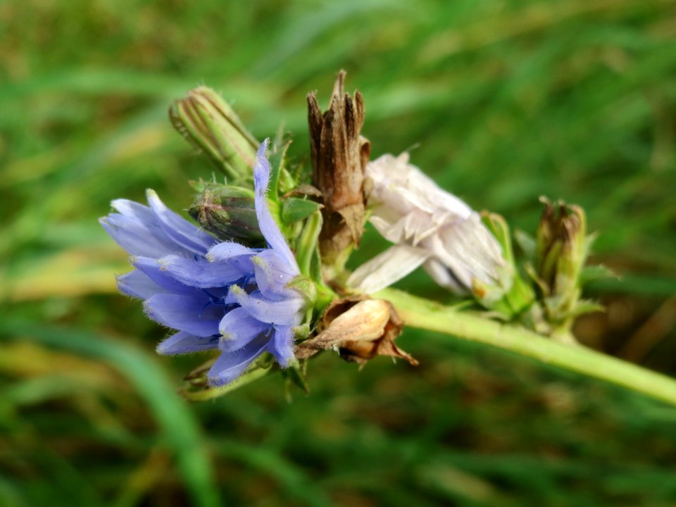 20141017Cichorium intybus1