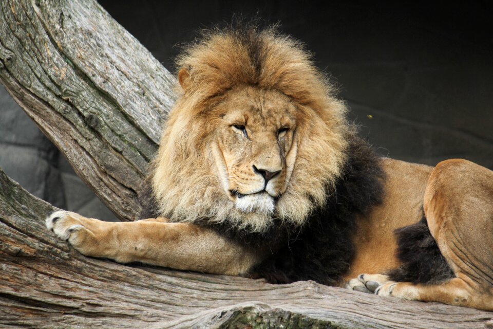 Zoo big cat wild animals