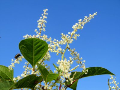 20140916Reynoutria japonica3
