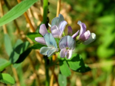 20140727Medicago × varia