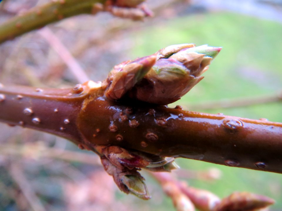 20140210Forsythie Hockenheim07